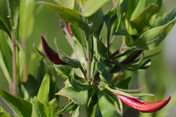 Anisacanthus thurberi, Thurber’s Desert Honeysuckle